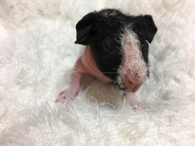 スキニーギニアピッグ 