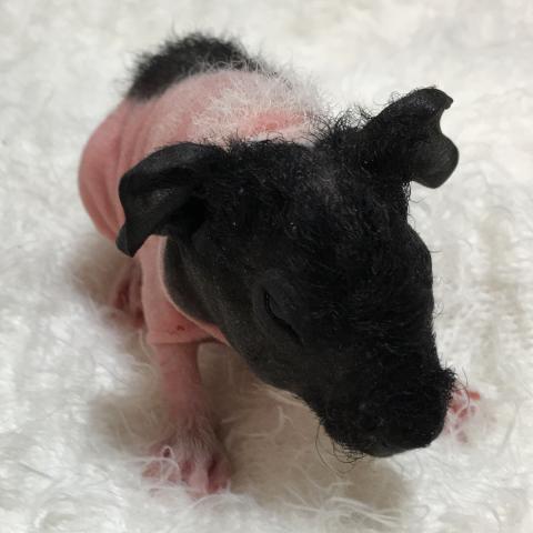 スキニーギニアピッグ 