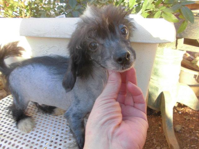 チャイニーズクレステッドドッグ