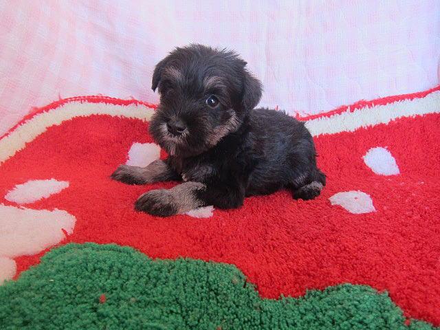 ミニチュアシュナウザー