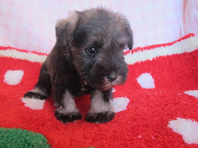 ミニチュアシュナウザー