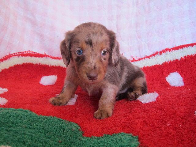 ミニチュアダックスフンド