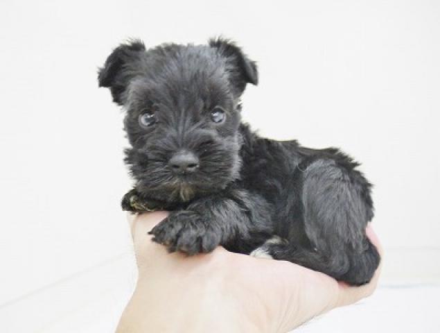 ミニチュアシュナウザー