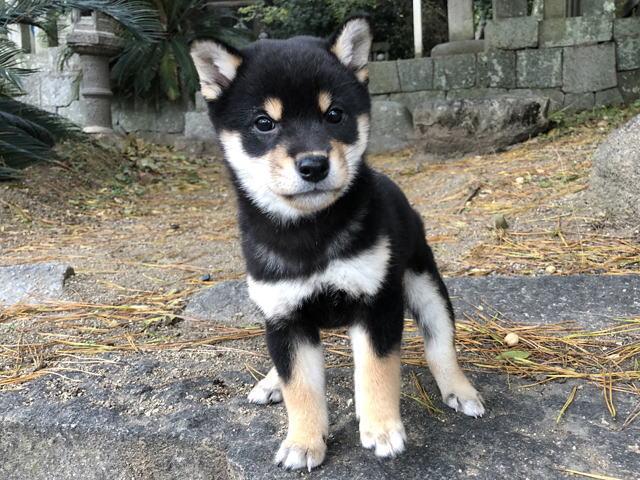 柴犬