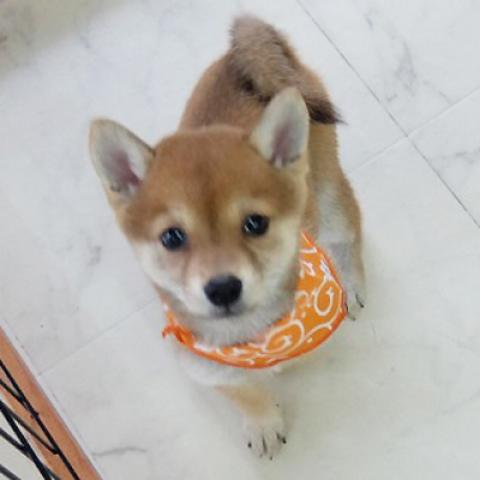 豆柴