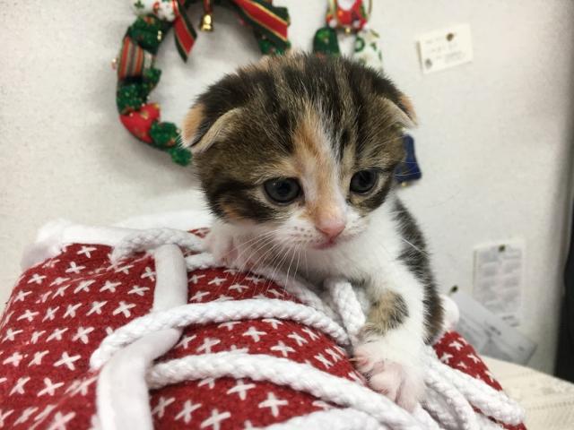 スコティッシュフォールド