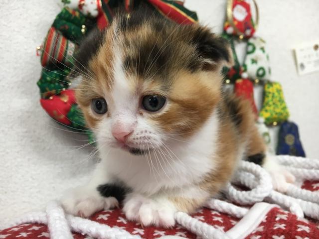 スコティッシュフォールド