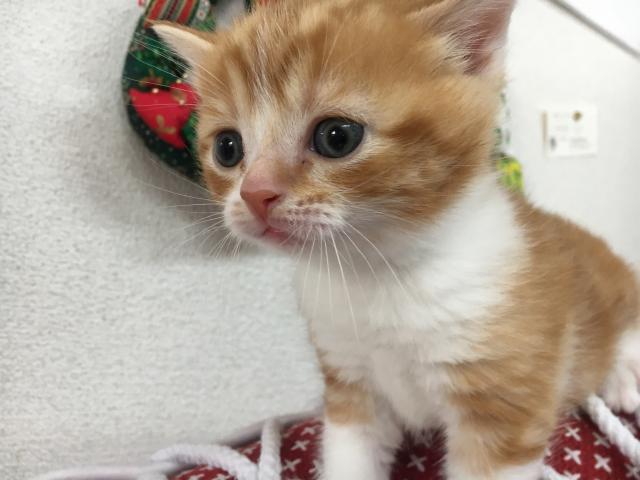 スコティッシュフォールド