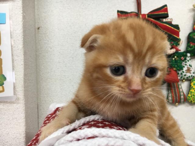 スコティッシュフォールド