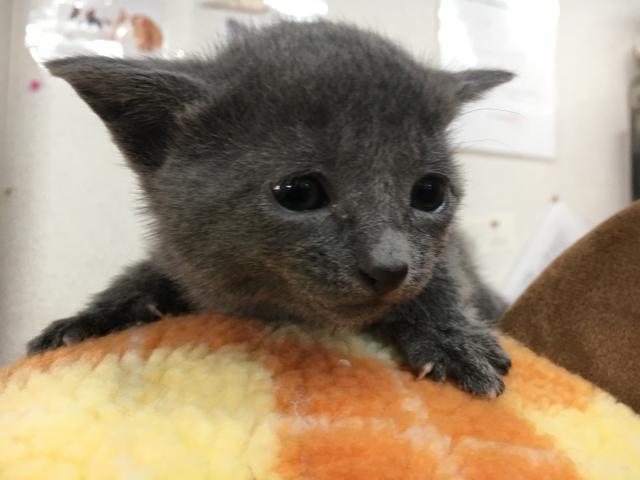 ロシアンブルー