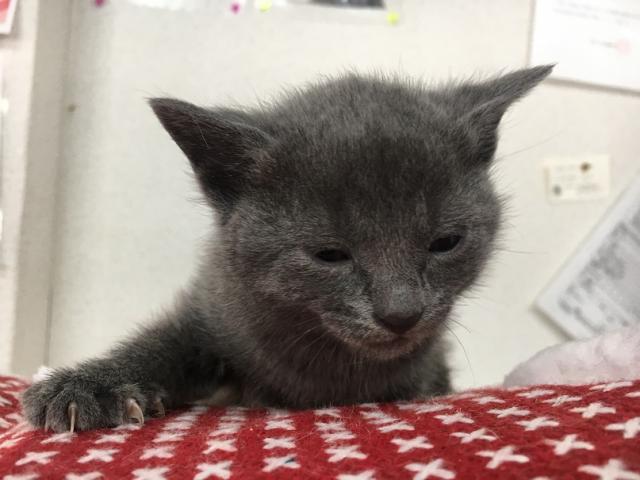 ロシアンブルー