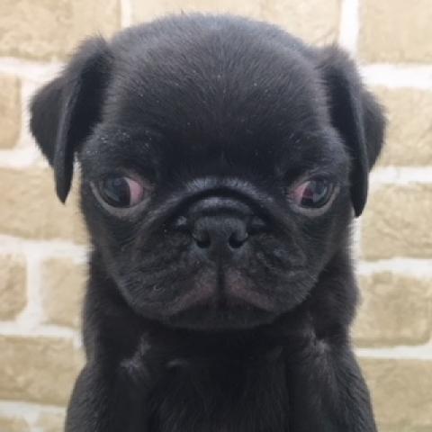 パグ