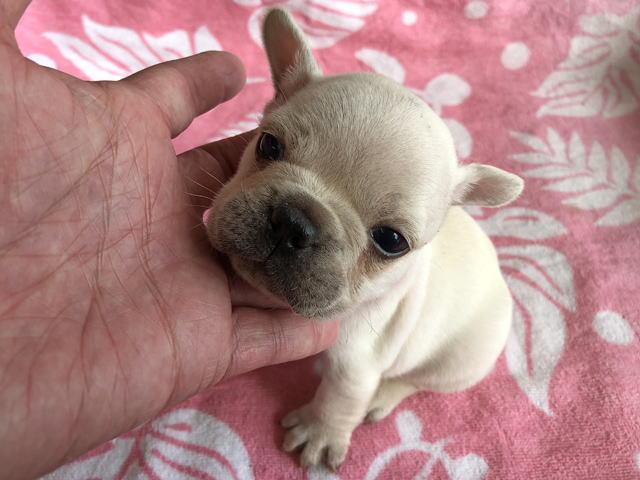 フレンチブルドッグ