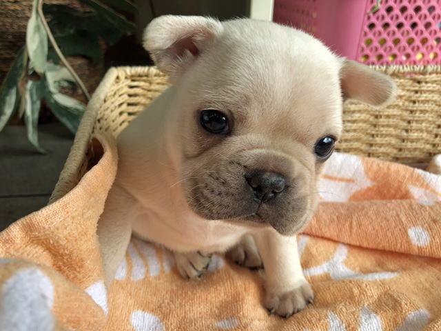フレンチブルドッグ