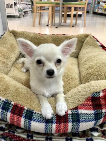 チワワ（ロングコート）