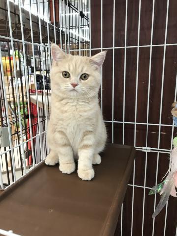 スコティッシュフォールド