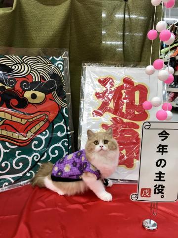 スコティッシュフォールド