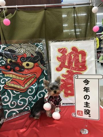 ヨークシャーテリア