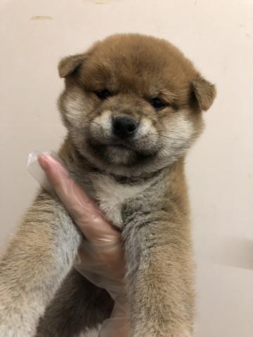 柴犬
