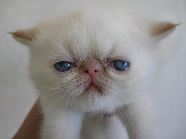 エキゾチックショートヘアー