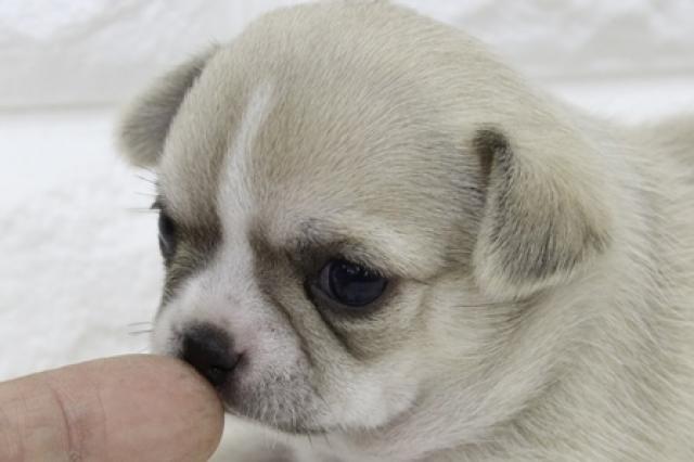 チワワ(スムースコート)