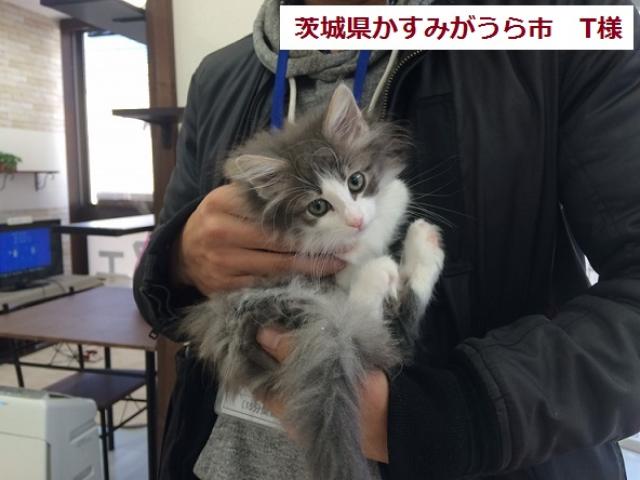 ノルウェージャンフォレストキャット【両親CFAチャンピオン★超優良猫ちゃん】