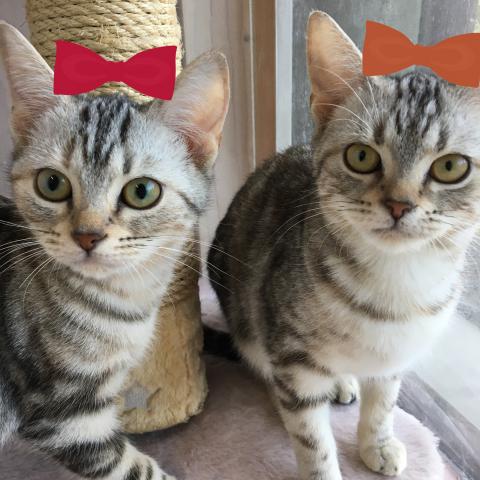 アメリカンショートヘアー