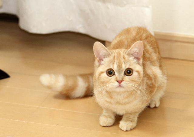 スコティッシュフォールド