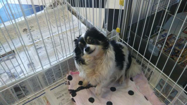 チワワ（ロングコート）