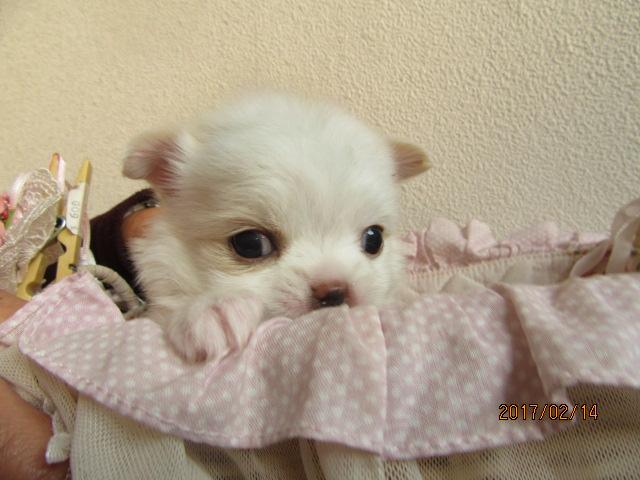 MIXチワワ＆マルチーズ