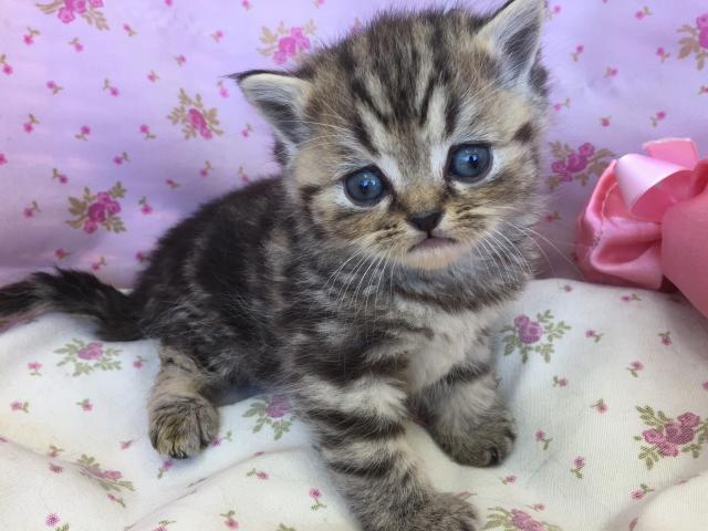 エキゾチックショートヘアー