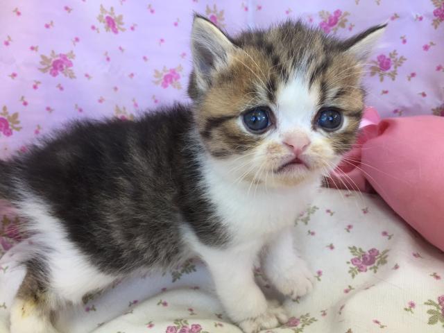 エキゾチックショートヘアー