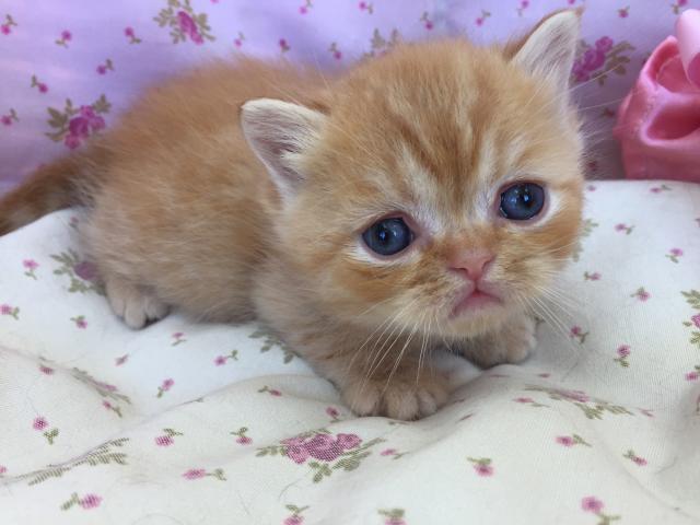 エキゾチックショートヘアー
