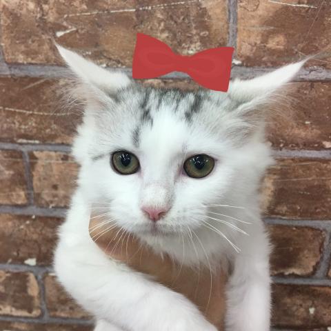 ノルウェージャンフォレストキャット