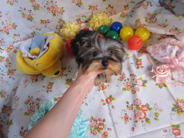 ヨークシャーテリア