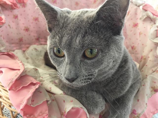 ロシアンブルー