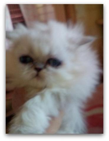 ペルシャチンチラ