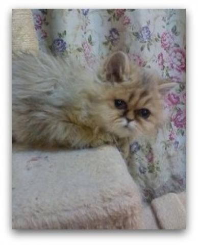 ペルシャチンチラ