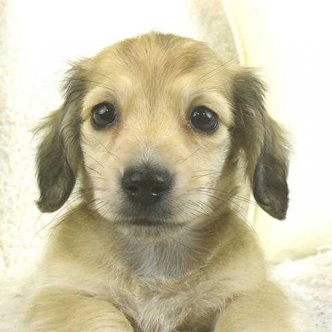 ミニチュアダックスフンド