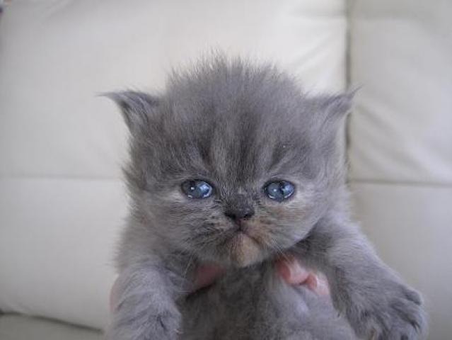 エキゾチックショートヘアー