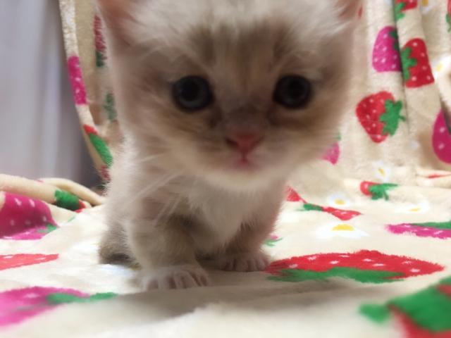 マンチカン(短足)