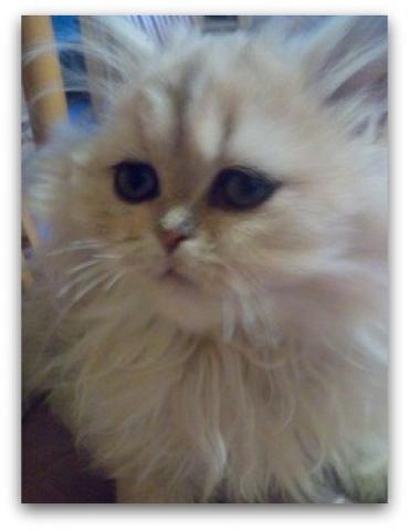 ペルシャチンチラ