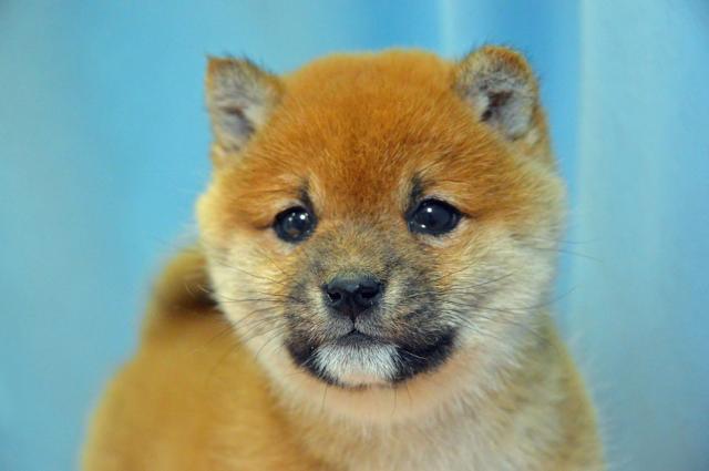 柴犬