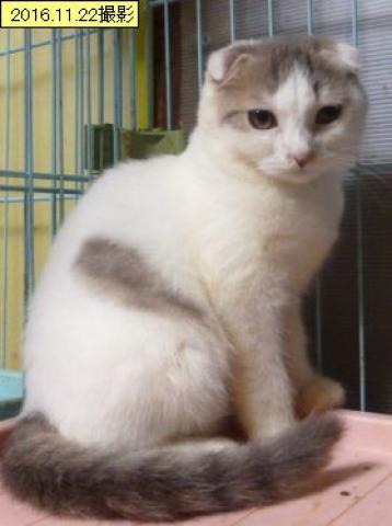 スコティッシュフォールド