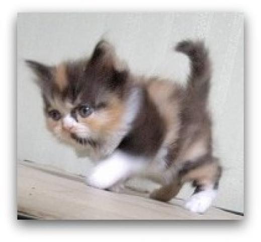 ミヌエット(旧ナポレオン)