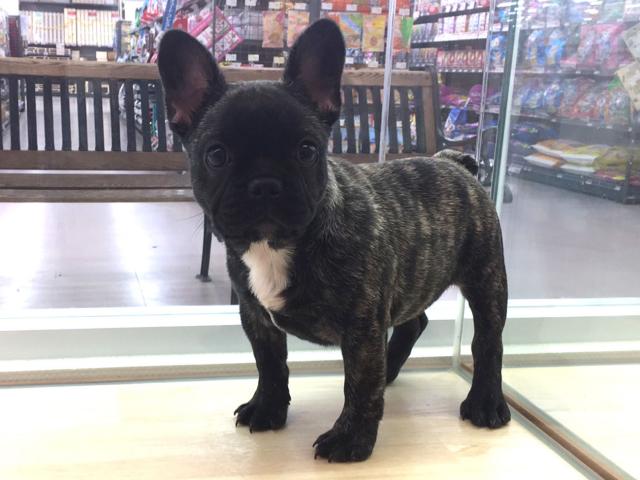 フレンチブルドッグ