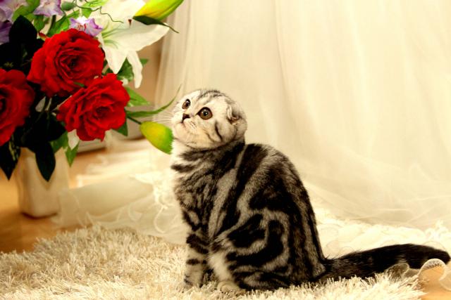 スコティッシュフォールド