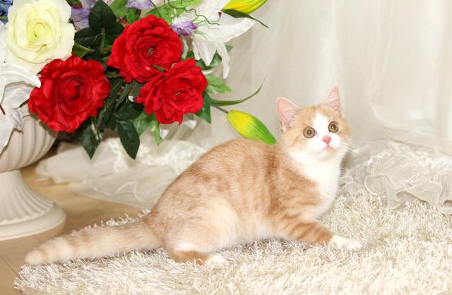 スコティッシュフォールド