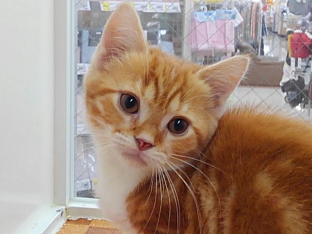 スコティッシュフォールド