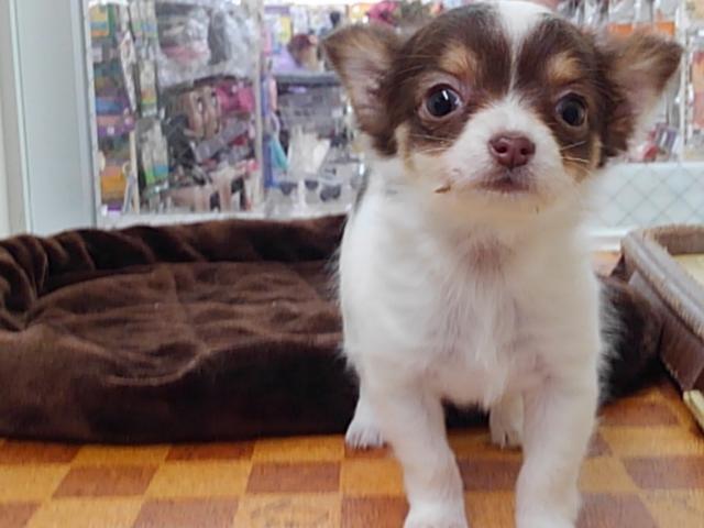 チワワ（ロングコート）